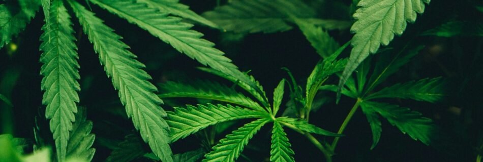 closeup photo of cannabis plant